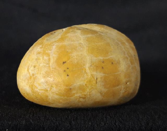 Plesiaster tranghayensis (LAMBERT 1936) - Bild &copy; FossNet FossilienStore